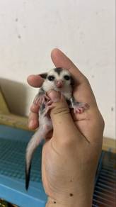 sugar glider