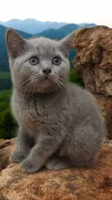 British shorthair 