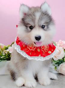 Husky