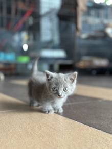 SS Munchkin BSH