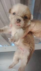 Pure Corgi Male 双色柯基犬