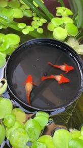 Guppy / Ikan Hiasan