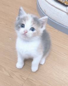 odd eye calico female