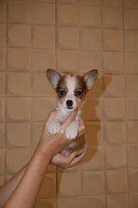 J0932 Corgi Beautiful Coat Puppy