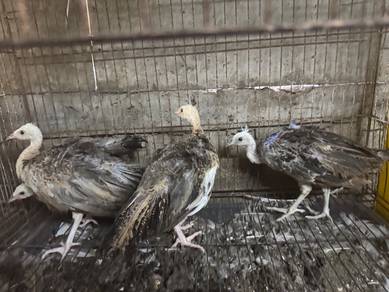 Anak merak biru black Shoulder