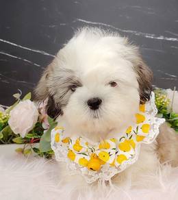 Shih Tzu