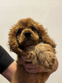 American cocker spaniel
