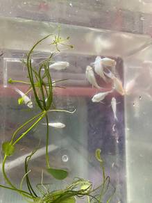 White Molly Fish