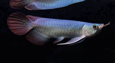 Arowana super red 7 inch -wholesale price