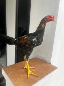 ayam siam ratu LHK