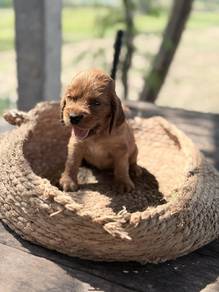 English cocker spaniel 