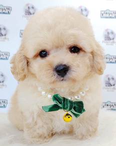 Maltipoo