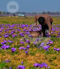 Saffron season is here