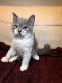 BSH Kitten