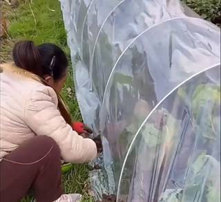 10s x 6m x 3m UV sheet / Greenhouse Film