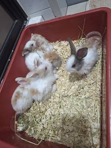 Baby Rabbit