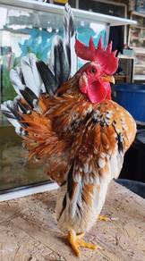 ayam serama rinting