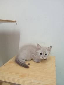 mix maincoon