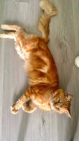 maine coon male cat