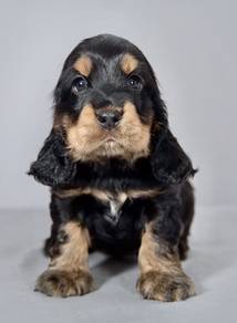 B5170 Prancy English Cocker Spaniel Sweet Face Pup