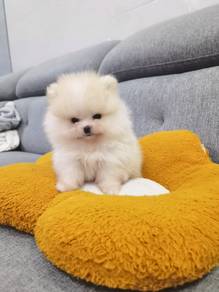 Bear Face Tiny Pomeranian 
