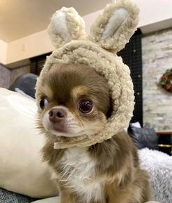 Chihuahua