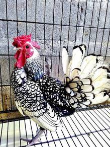 Anak ayam batik silver chick chicken bird 