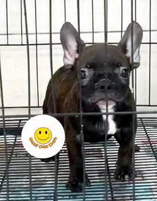 GSW118 French Bulldog black brindle haired