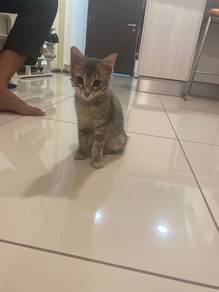 Anak kucing breed rare