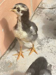 Ayam Kampung