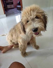 Soft-Coated Wheaten 