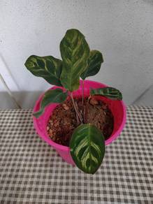 peacock plant