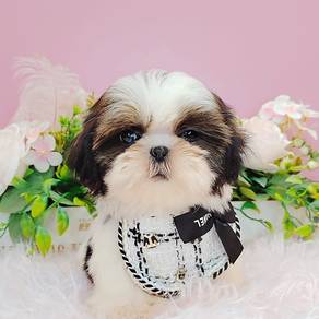 Shih Tzu