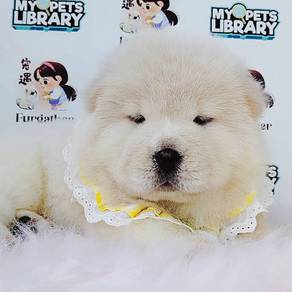Chow Chow