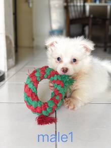 mix puppy