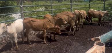 Lembu