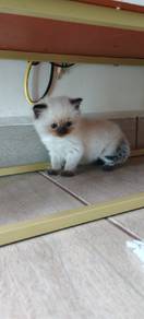 anak kucing British 