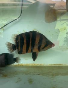 ikan tiger fish sumatra