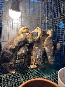 Anak Itik / Duckling
