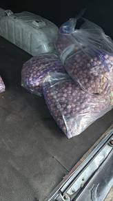 Bawang Putih Tunggal Thailand Fresh Seguni