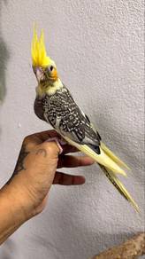 Burung cockatiel home breed