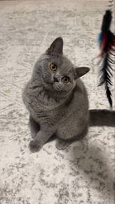 Female BSH