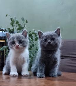 kucing / cat untuk di lepaskan