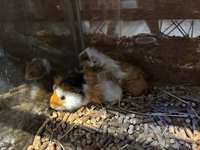 Peruvian Guinea Pig