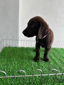 chocolate Labrador6