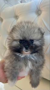 Bear face Pomeranian puppy