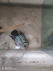 ikan louhan 