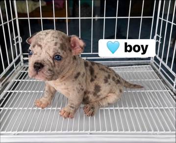 American Bully Male Puppy 1