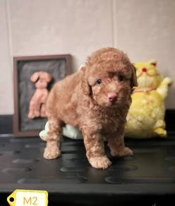 Maltipoo 