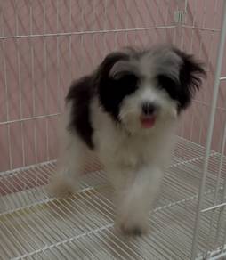 maltipoo
